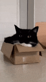 cat-uni-box