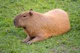 giant_rat