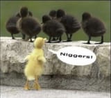 nigger ducks