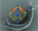 Electron-microscopy-image-of-a-Schistosoma-mansoni-couple-courtesy-of-Mandy-Beutler
