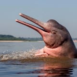 ItsOverDolphin