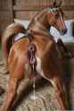 d6876378cf7ab60cc7221689beedaa26_thumb.jpg