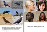 corvid subspecies