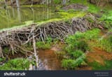 Beaver dam