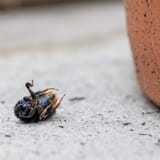 dead-bumblebee-1024x1024