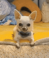 gizzie-dog