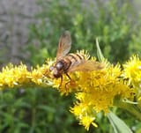 681+Volucella+inanis