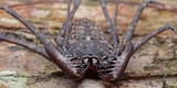 1280px-Amblypygi