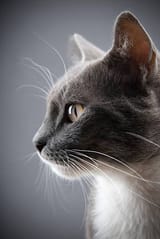 istockphoto-108271508-612x612