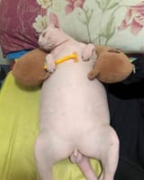 shaved