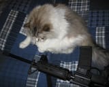 Kot 2