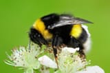White-tailed-bumblebee-Laurie-Campbell