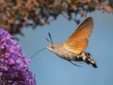 48483484371-hummingbird-hawk-moth-my-garden-nottingham-dsc7152jpg
