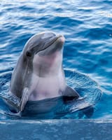 dolphin-body-image