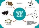 Rabbit-poop-guide