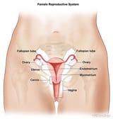 female-reproductive-system
