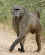 1200px-Chacma_Baboon_(Papio_ursinus)_(16824823063)