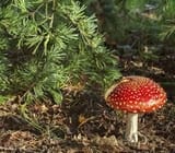 images-3