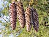 Pinecones-longest-sugar-pine-length-species