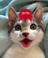 awoo caturday