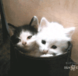 Kitten Bouquet