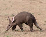 SpeciesPage_Aardvark03_02_Solutions