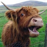 moooooo