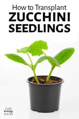 How-to-Transplant-Zucchini-Seedlings