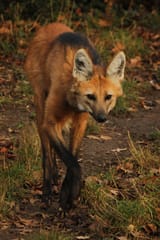 1bf6766f6e67f65aa86c4f85547fb386--wilhelma-stuttgart-maned-wolf