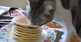 PANCAKEKOT4