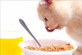 BREAKFASTKOTCEREAL