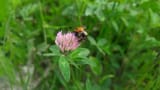 bzzzz