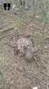 Vampire operators destroyed a Russian assault group of four occupiers in Donetsk region, — 33rd separate mechanized brigade. 19-07-2025 HD NIGGER DEAD_thumb.jpg