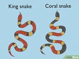 v4-460px-Tell-the-Difference-Between-a-King-Snake-and-a-Coral-Snake-Step-1-Version-6