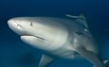 bull-shark-145687581-5952976a5f9b584bfe1d23ef