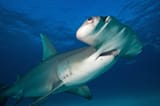 great-hammerhead-shark-Sphyrna-mokarran-closeup