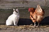 CLUCKOT12