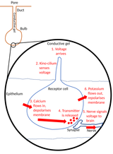 Ampulla_of_Lorenzini_electrophysiology.svg