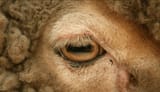 sheep eye