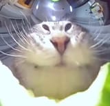 1733823661989861