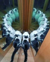 infinite caturday