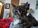 Trashcat