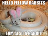 rabbit snek