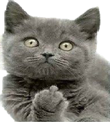 cat-FU