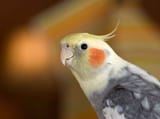 Cockbird
