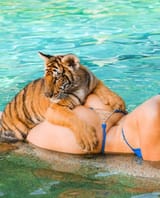Tiger Ass