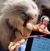 cat-lick-ass