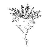 Lepidium meyenii
