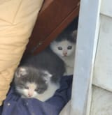 Strays