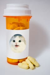 Nigger Cat pills